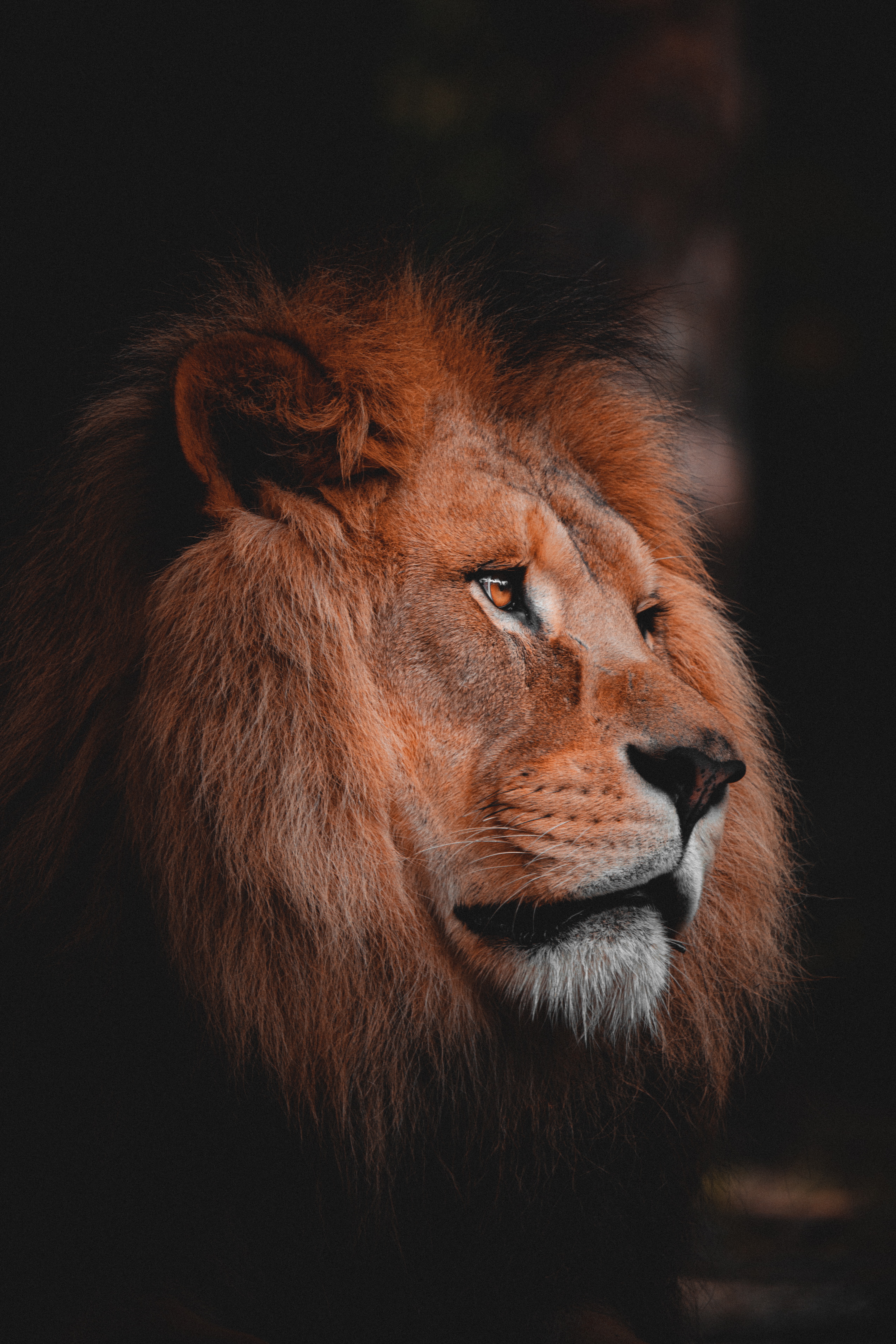 lion
