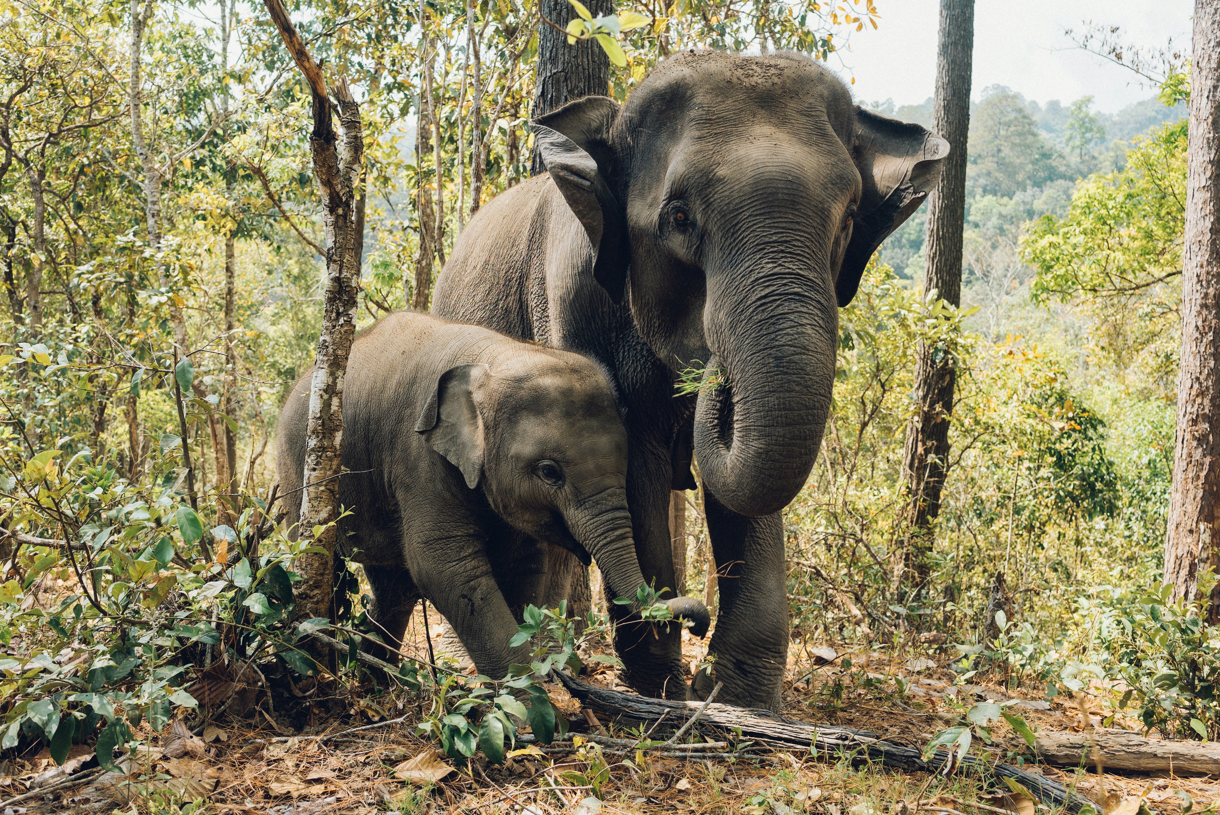 elephans