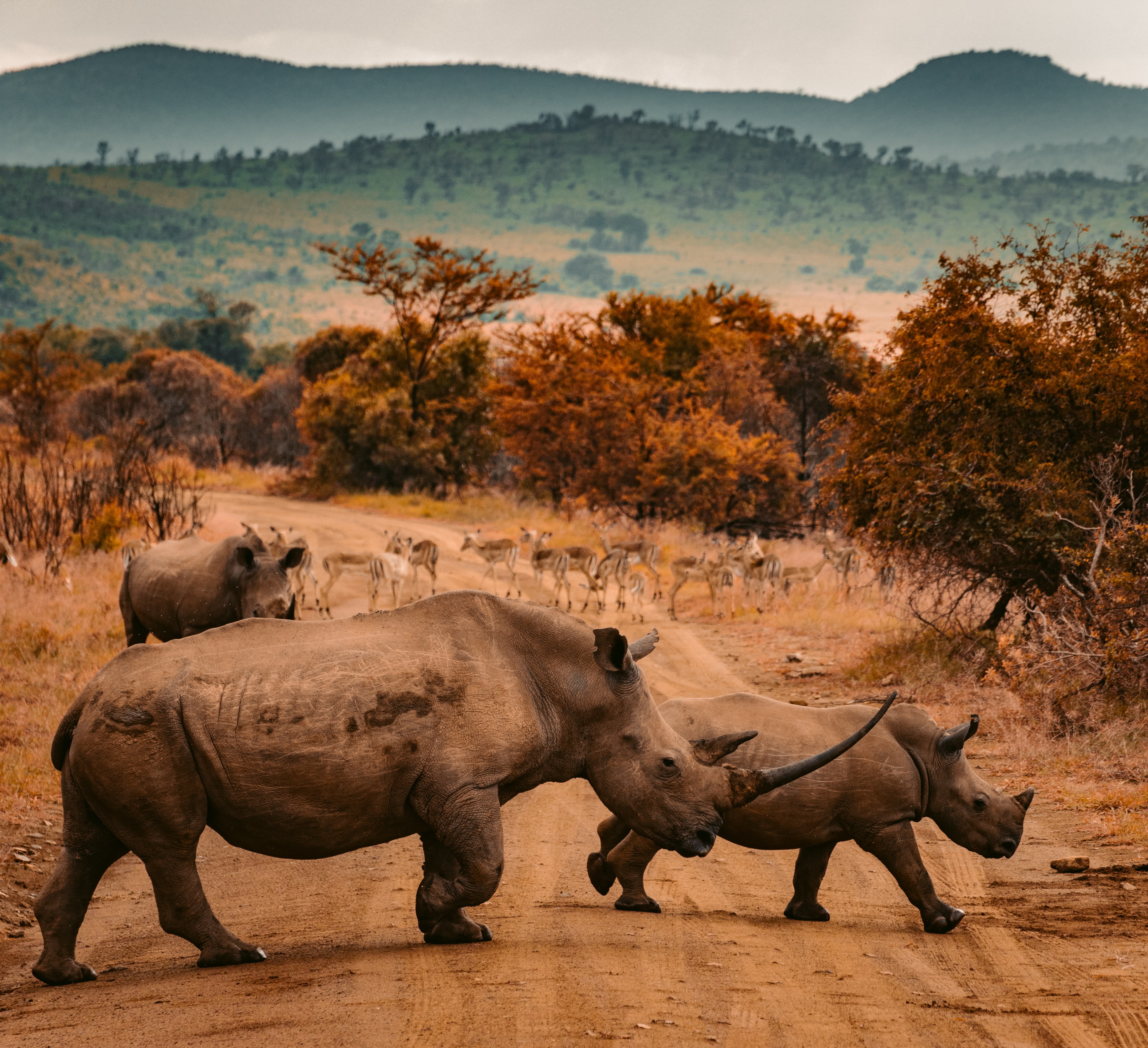 Rhinoceroses